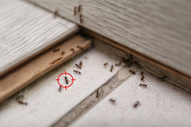Best Pest Prevention Services  in Woodmont, CT