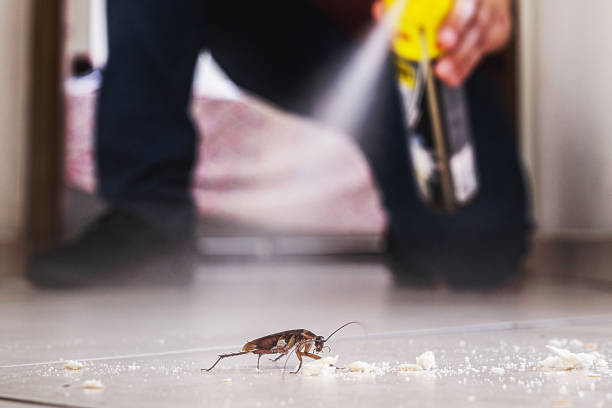 Best Pest Removal Services  in Woodmont, CT